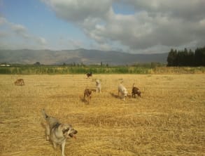 חוות%20Dog%20Way%20-%20פנסיון%20ואילוף%20כלבים%20,%20שדה%20נחמיה